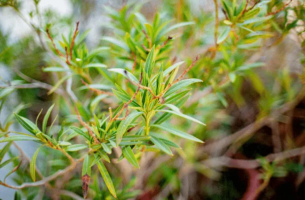 De geheimen van een gezonde oleander: tips en oplossingen